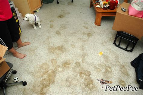  A Step-by-Step Guide to Eliminating Dog Urine Stains on Different Surfaces 