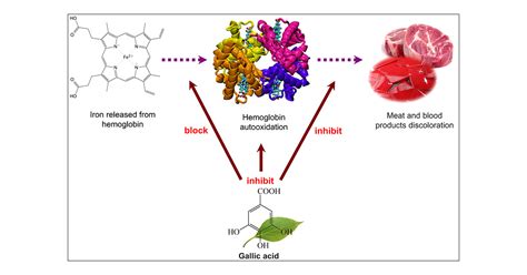  A Unique Perspective: The Fascinating Practice of Imbibing Porcine Hemoglobin 