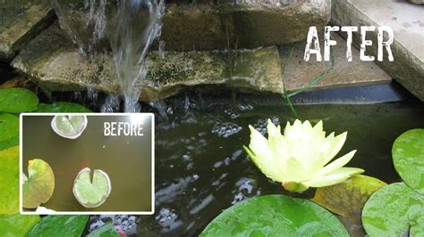  Achieving Crystal Clear and Algae-Free Water in Your Aquarium 