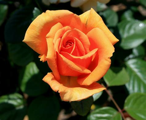  Caring for and Maintaining the Radiant Hue of Sunset Roses 