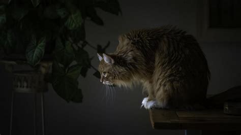  Chasing Shadows: Tales and Encounters with the Mysterious Feline