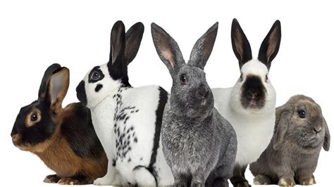  Choosing the Ideal Breed of Rabbit Canine Companion 