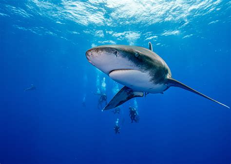  Choosing the Ideal Destination for Shark Pursuit 