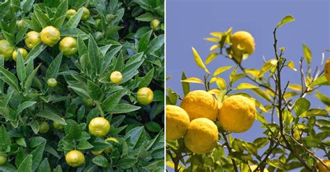  Choosing the Ideal Lemon Variety to Suit Your Local Climate 