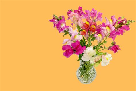  Choosing the Right Flowers: Safe Options for Expectant Mothers