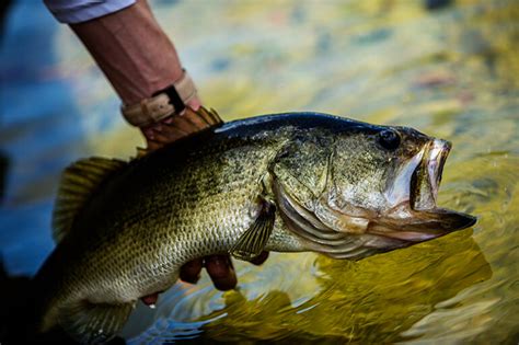  Common Mistakes to Avoid when Angling for Shiny Aquatic Creatures