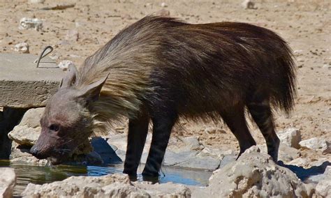  Conservation Efforts: Safeguarding the Enigmatic Shadowed Hyena 