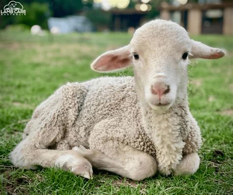  Creating a Secure and Cozy Sanctuary for Your Precious Lamb 