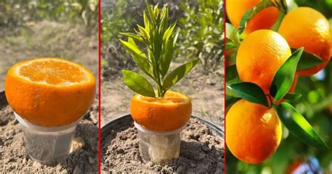  Cultivating Citrus Trees: Key Insights for Achieving Success 