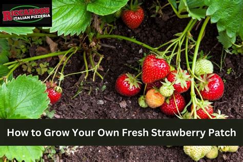  Cultivating Your Own Strawberry Patch: Tips for a Bountiful Harvest 