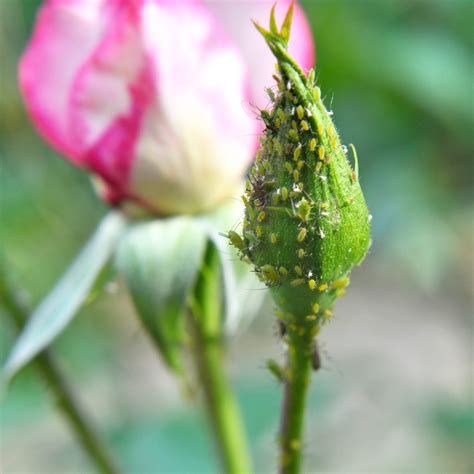  Dealing with Common Pests and Diseases in Rose Plants 