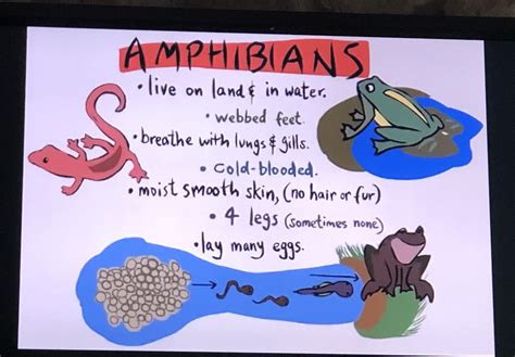  Deciphering the Concealed Messages in the Aquatic Journey of Young Amphibians 