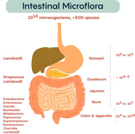  Decoding the Significance of Intestinal Activity Fantasies 