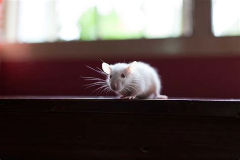  Decoding the Significance of Rat Dreams: Applying Symbolic Interpretations in Daily Life 