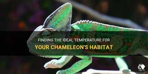  Designing the Ideal Habitat for Your Chameleon 