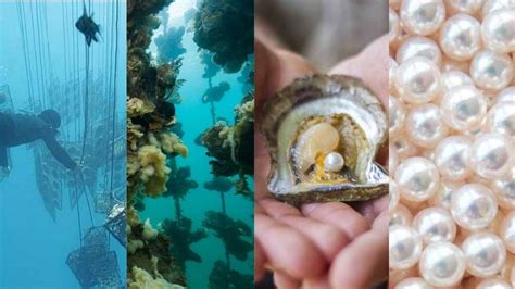  Discovering the Enigmatic Process of Pearl Formation and Harvesting 