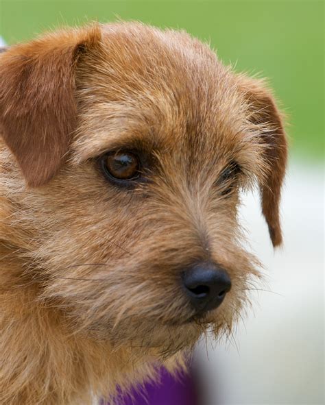  Discovering the Perfect Terrier Breed: Exploring the Various Types of Terrier Dogs 