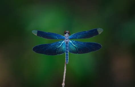  Dragonfly Diversity: Exploring the Array of Species and Habitats Worldwide 