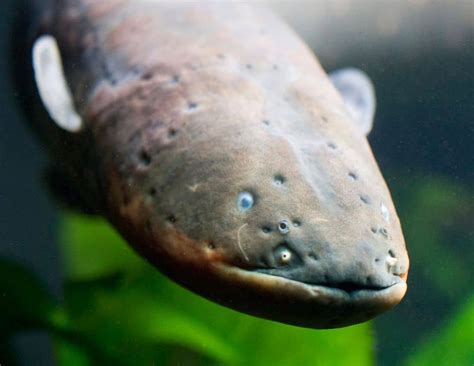  Electric Eels: Masters of Concealment in the Depths of the Amazon River 