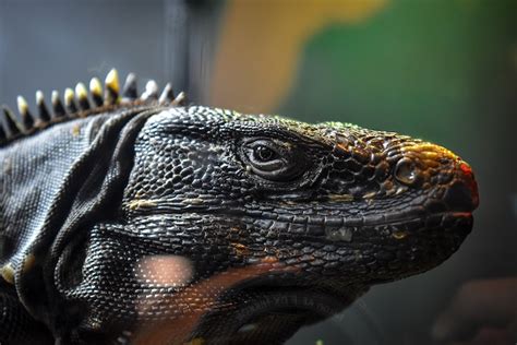  Embracing the Wisdom: Learning from Reptile Dreams to Navigate Life's Challenges 