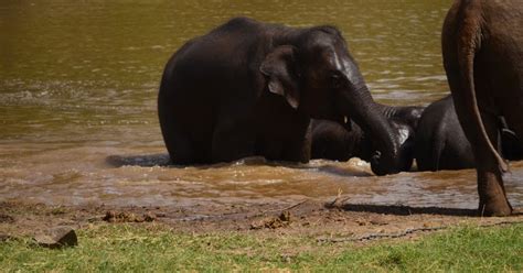  Essential Tips for a Safe and Enriching Elephant Safari 