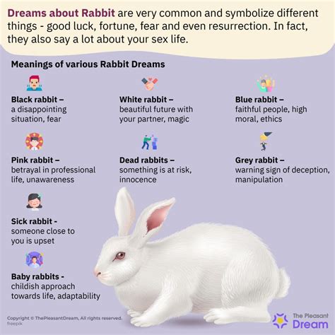  Exploring Meaningful Themes in Rabbit Dreams: Affection, Fecundity, and Progress 