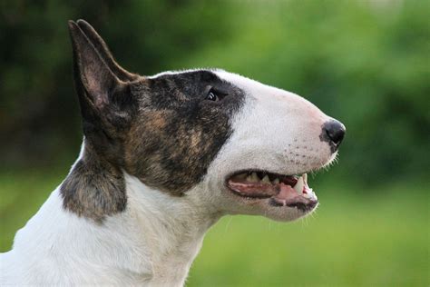  Exploring the Bull Terrier Breed: Personality and Historical Background 