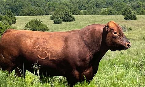  Exploring the Connection Between Infantile Bulls and Reproductive Potential 