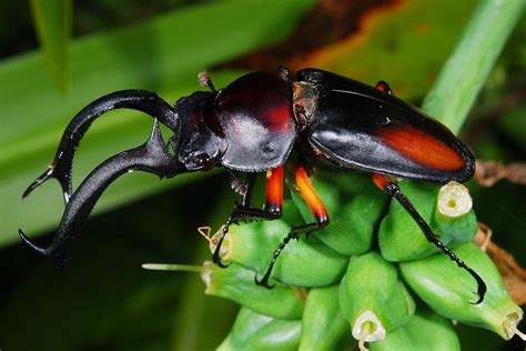  Exploring the Evolutionary History of the Majestic Tater Beetle 