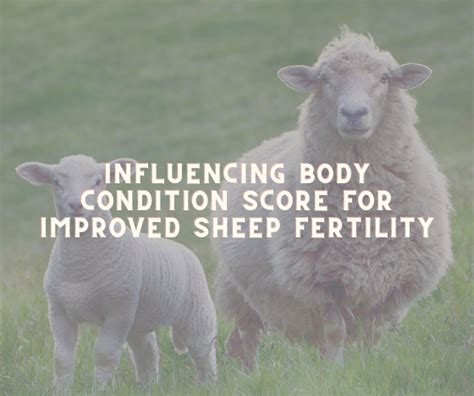  Exploring the Link Between Sheep and Fertility in Dream Analysis 