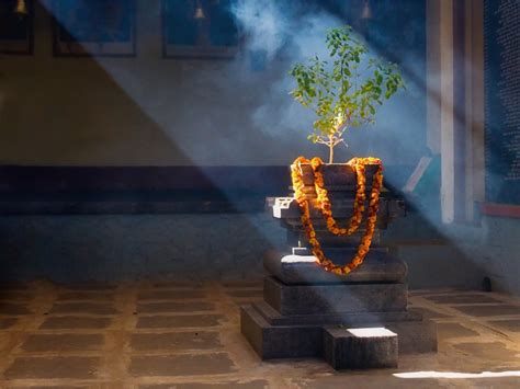  Exploring the Presence of the Sacred Tulsi Tree in Your Daily Life 