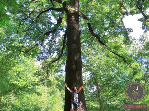  Exploring the Psychological Significance of Dreaming about an Inanimate Tree 