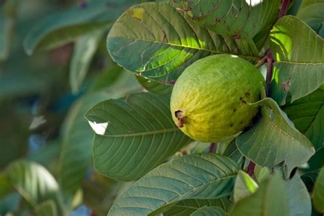  Exploring the Role of Green Guava in Traditional Medicine and Healing Practices 