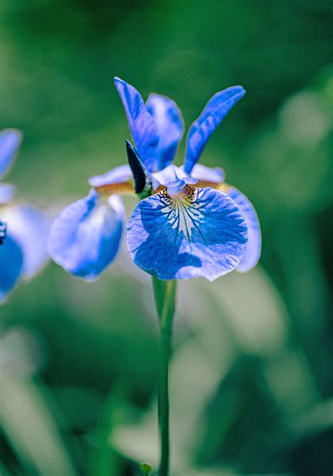  Exploring the Symbolism and Cultural Significance of Blue Eyes 