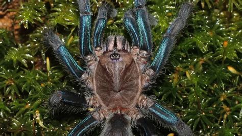  Fascinated by a Majestic Mahogany Tarantula: An Enchanting Encounter with the Enigmatic Marvels of the Natural World 