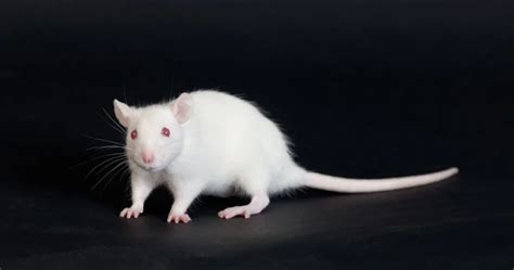  Finding the Ideal Albino Rodent: A Comprehensive Handbook to the Perfect Breeds 