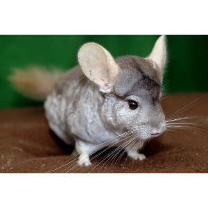  Finding the Perfect White Chinchilla: Selecting a Trustworthy Breeder 