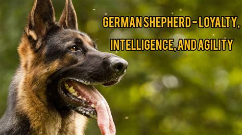  German Shepherds: The Influence of Their Unwavering Loyalty on Dream Interpretations 