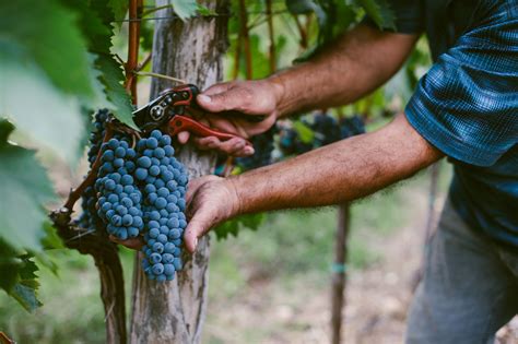  Harvest Time: When and How to Pick Grapes from the Vine 