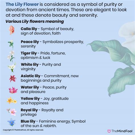  Healing and Transformation: The Spiritual Significance of Lily Blossoms
