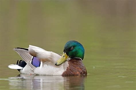  Health concerns to be vigilant about in young waterfowl 