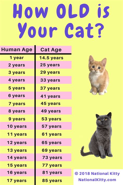  How Many Years has Kitty Kum Seen? 