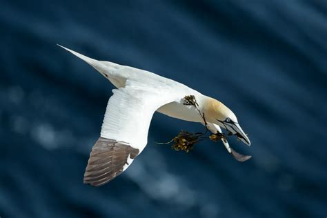  How Personal Experiences Shape the Understanding of a Plummeting Bird Vision 