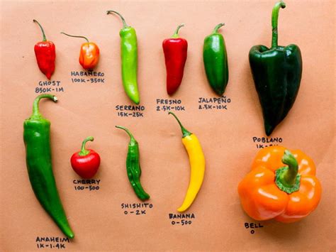  Importance of Selecting the Right Chilli Variety 