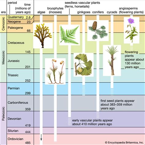  Journeying from Earth to Sky: The Evolution of Aerial Flora 