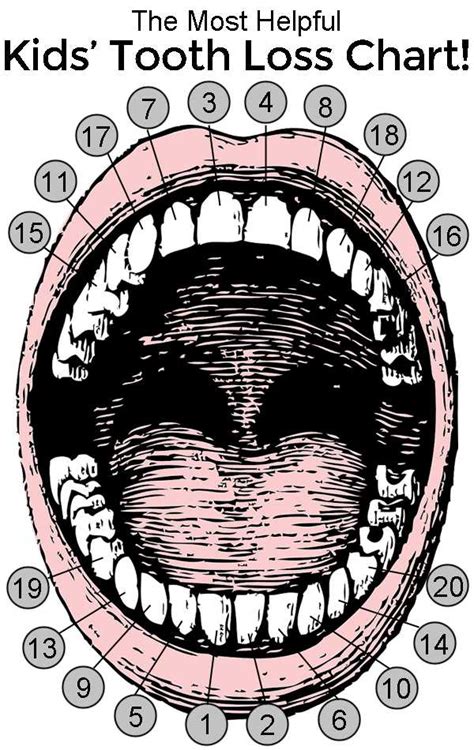  Overcoming Challenges in the Process of Losing a Tooth 