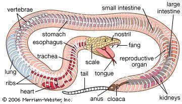  Physical Appearance and Height of Gina Snake 