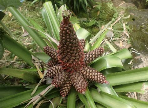  Pineapple Fruit: Revealing Its Relationship to Wealth and Prosperity 