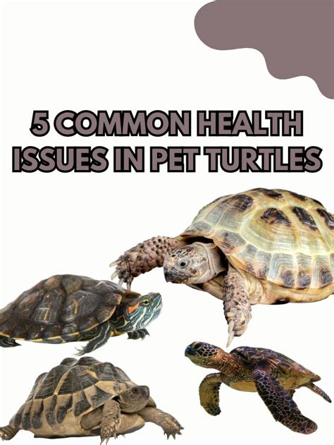  Preventing Common Health Issues in Keeping Pet Turtles