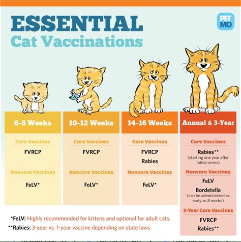  Promoting Kitten Health: Vaccination and Hygiene Essentials 